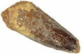 Fossil Spinosaurus Tooth - Robust Tooth #311789-1